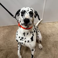 PANGO, chien à adopter