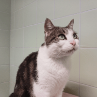 RUSTYCHOU A17415, chat à adopter