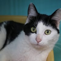 KANA HAB17569, chatte à adopter