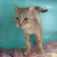 RITA, chatte à adopter