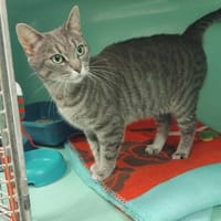 MINNIE PAB28752, chatte à adopter