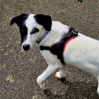 Tina, chienne à adopter