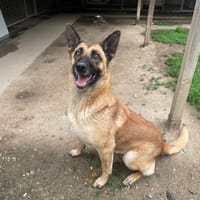 PILA, chienne à adopter