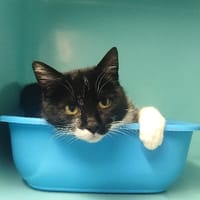 KISSY, chatte à adopter