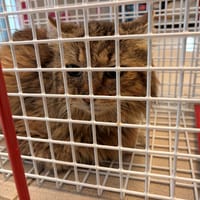 MIROSLAV, chat à adopter