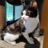 RASTA, chatte à adopter