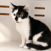 COBALTE, chatte à adopter