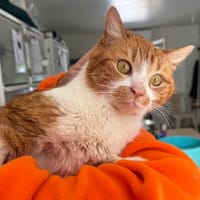 ROXANE, chatte à adopter