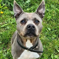 MIYA, chienne à adopter
