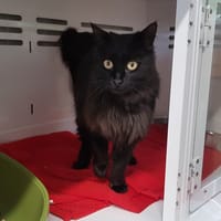 CYBELE, chatte à adopter