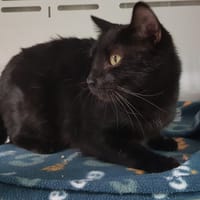 BALOO, chat à adopter