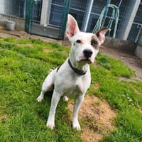 PEARL, chienne à adopter
