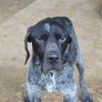 LIFE CHAO, chien à adopter