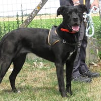 CASSIE, chienne à adopter