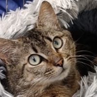 Maltesers, chat à adopter