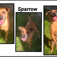 SPARROW, chien à adopter