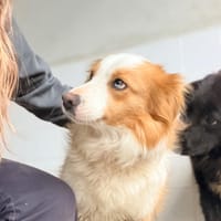 Lana, chienne à adopter