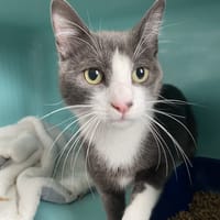 MISTIGRI, chat à adopter
