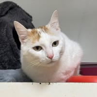 LADY A17406, chatte à adopter