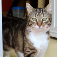 THEO PAB28667, chat à adopter