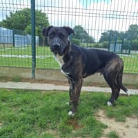 ADAM Promis, chien à adopter