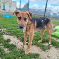 ANGEL Promise, chienne à adopter