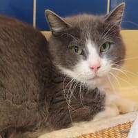 OSCAR PAB28535, chat à adopter