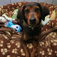 SALSA, chienne à adopter