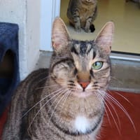 Dior PAB28668, chat à adopter
