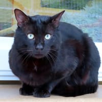 LEO PAB28601, chat à adopter