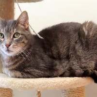 Choupi PAB28572, chat à adopter