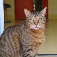 Mars PAB28670, chat à adopter