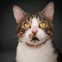 TOBY CHA, chat à adopter