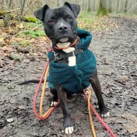ROCKY PAA22411, chien à adopter