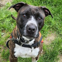BATAVIA, chienne à adopter