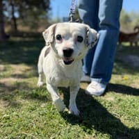 Ice, pies do adopcji