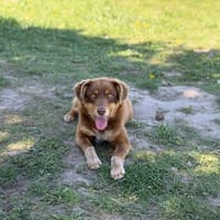 Brownie, suczka do adopcji