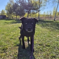 Wasylek, pies do adopcji