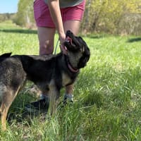 Strucla, suczka do adopcji