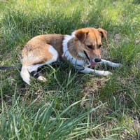 Majluś, pies do adopcji