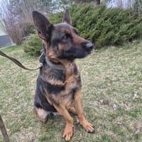 Lady, suczka do adopcji