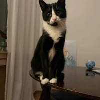 Gracja, kotka do adopcji