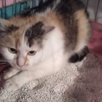Pyza, kotka do adopcji