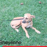 SHEWENNE chiot femelle, chienne à adopter