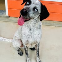 Indigo, cane da adottare