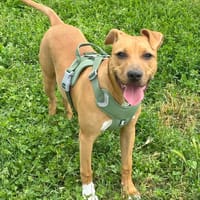 Nina, cane femmina da adottare
