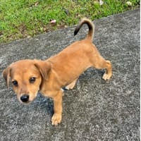 Loki, le plus beau !, chien à adopter