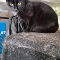 BELLE, chatte à adopter
