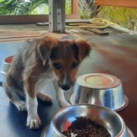 ✨️ LAÏKA ✨️ 🐶, chienne à adopter