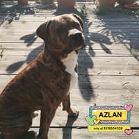 AZLAN, cane da adottare